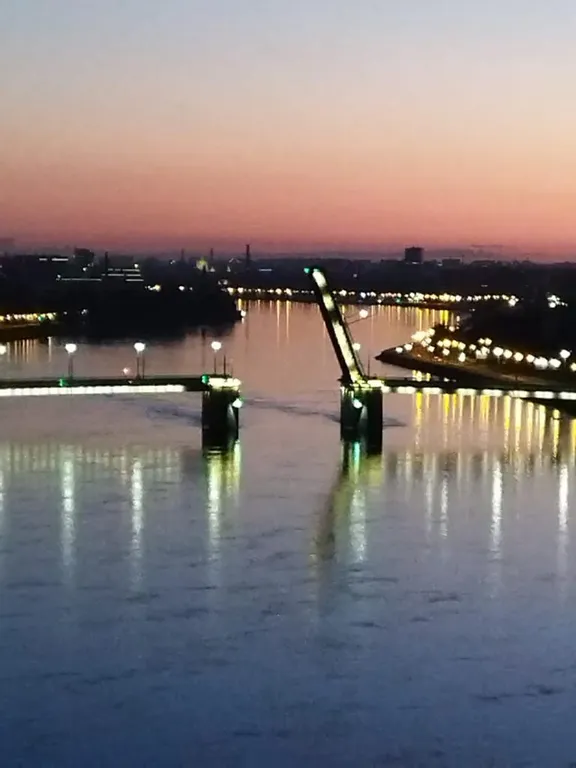 Чайка на Неве