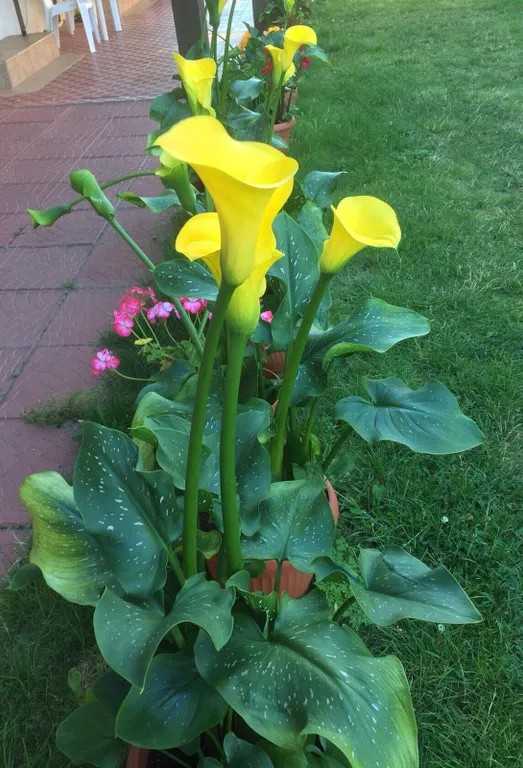 Квартира Квартира Двухуровневый — Рыбачий