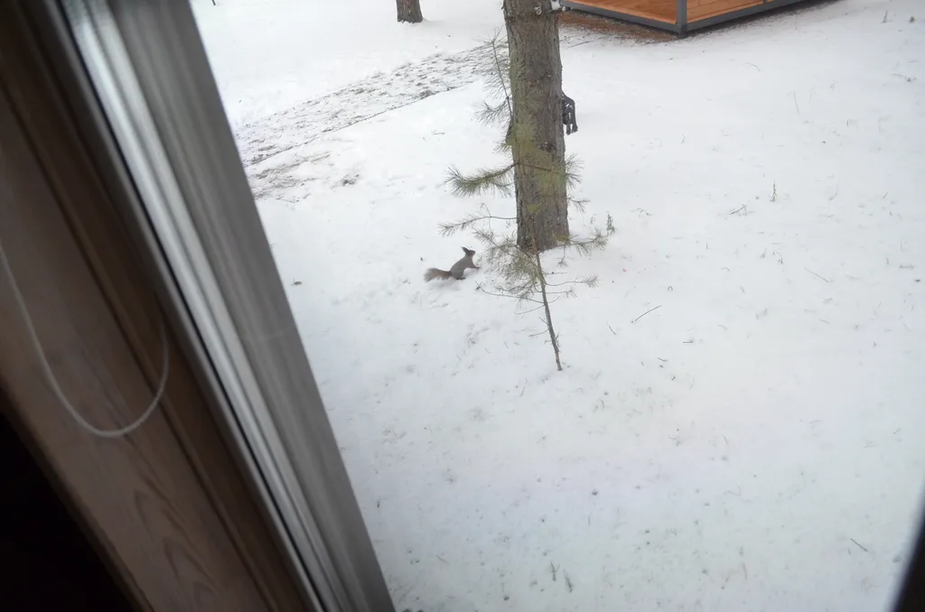 Гостевой Дом в лесу