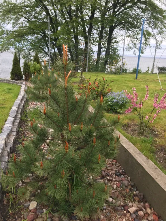 Домик Берег мечты