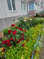 Акулина Томская
