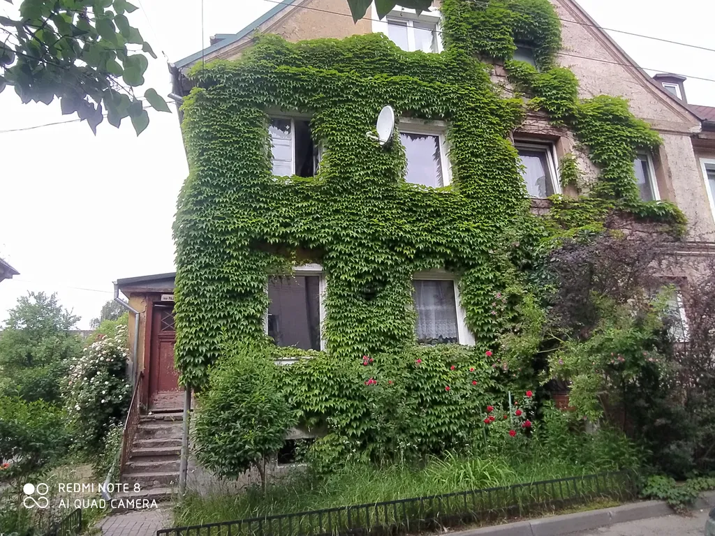 Прусский Кот  (в историческом районе Ratshof на границе с Amalienau)