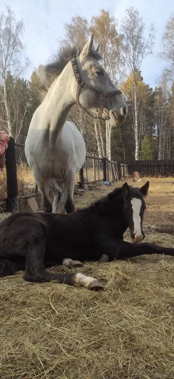 Изба эко отдых