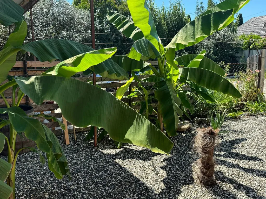 Коттедж Гостевой домик — Сухум