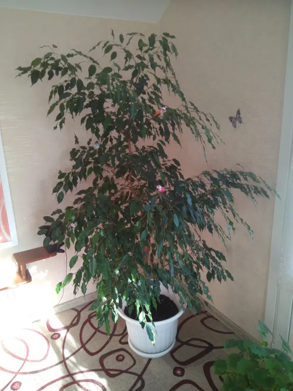 Квартира Комфорт — Лодейное Поле