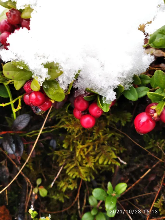 Коттедж 3-комнатный Дом — Маслозеро