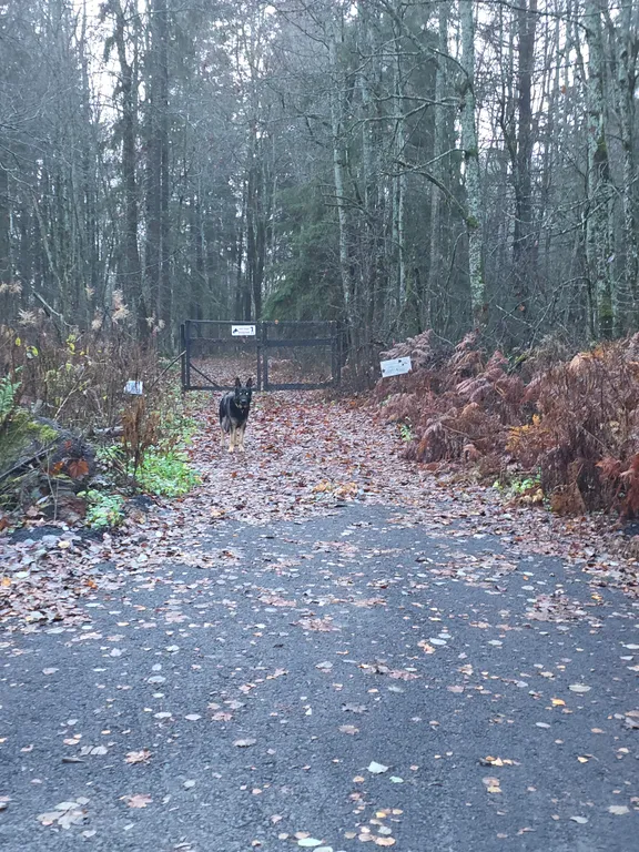 Дом в лесу Таттипортти