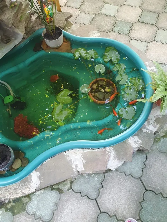 Лавандовый сон