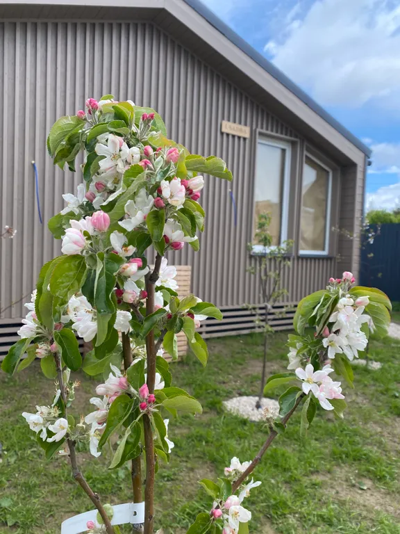 Стильный Дом с фурако Rancho