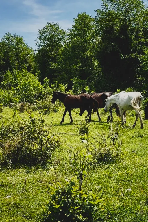 Дом в Абхазии у Черного моря (Му с цветами)