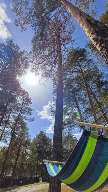 Уютный дом-шалаш в сосновом лесу