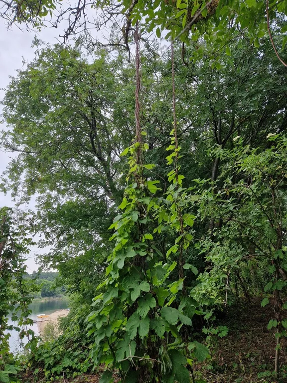 Двухуровневый коттедж Тенерифе с террасой