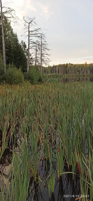 Бунгало в соснах