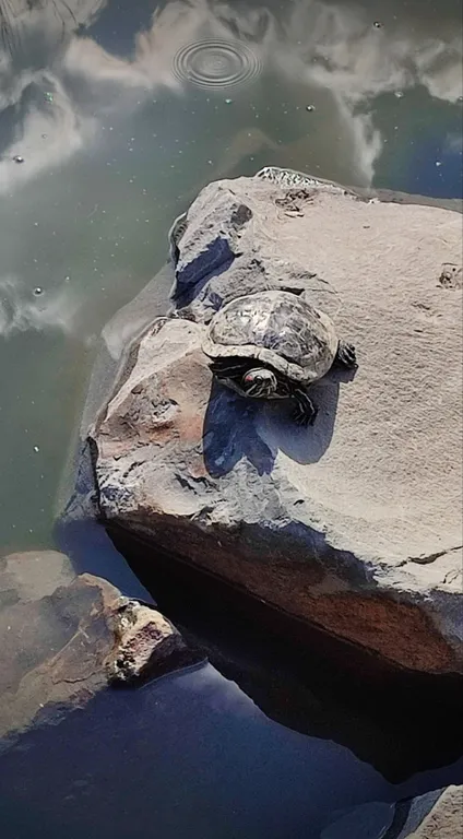 Студия в 10 минутах от пляжа и 20 от Русского острова