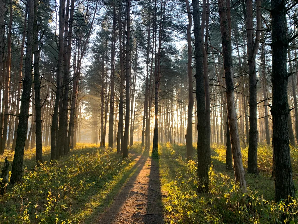 Новый уютный дом-баня с банным чаном у соснового леса