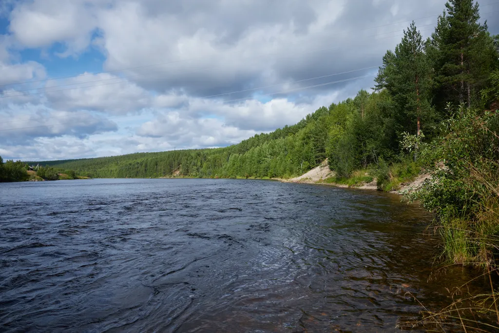 Современный дом в сосновом лесу