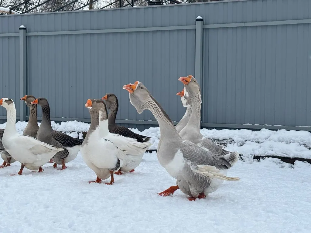 Уникальное шале Леваневка баня
