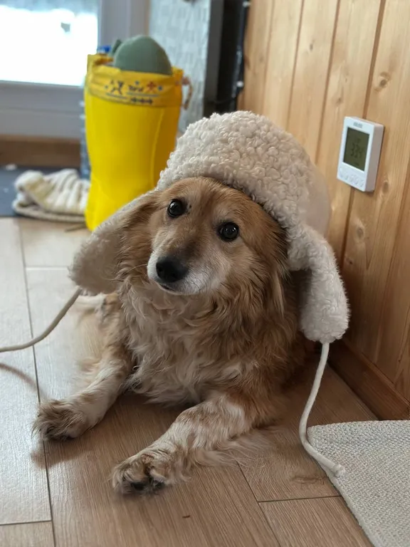 Домик с баней в лесу