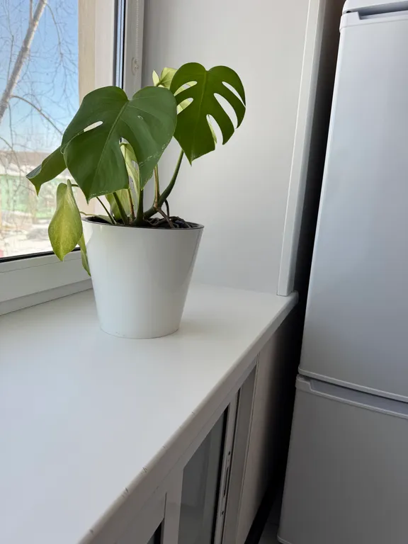 Центральная квартира