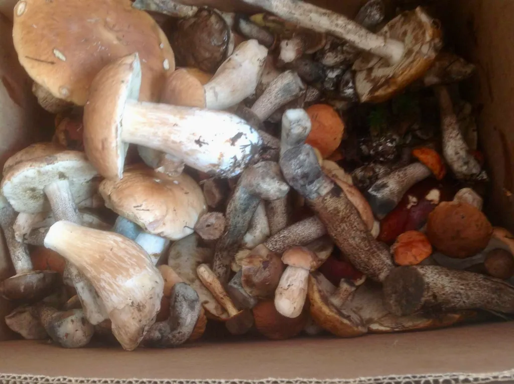 Дача Ладожский берег