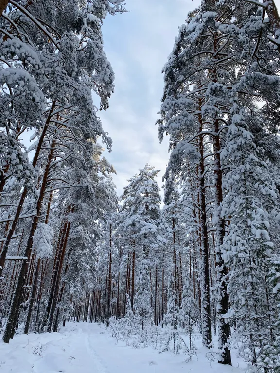 Сосновый Бор