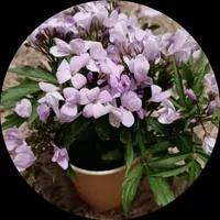 Оля Кулумбегова