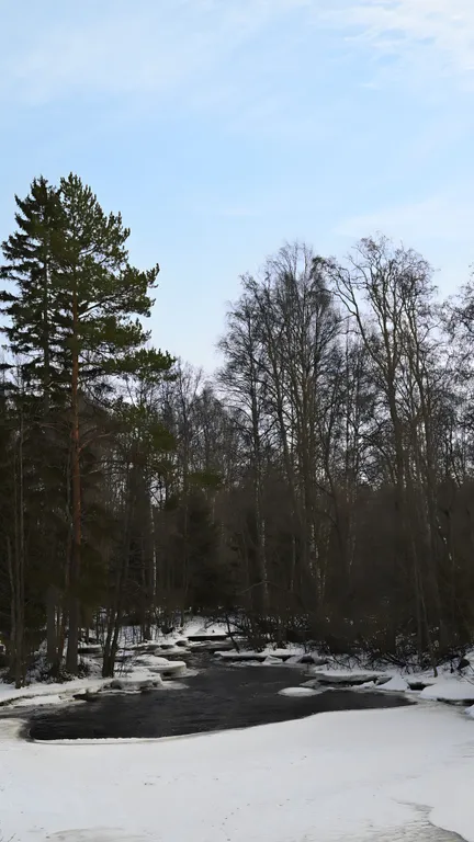 Новый дом в лесу