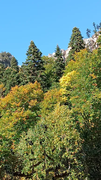 Большая Монгольская юрта