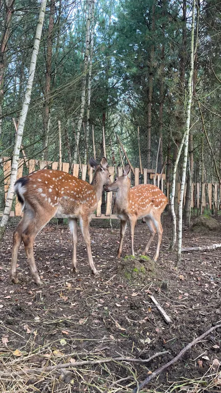 Уютный домик в лесу с горячим чаном