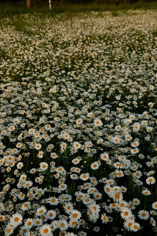 Дом с сауной и горячим чаном на участке с соснами