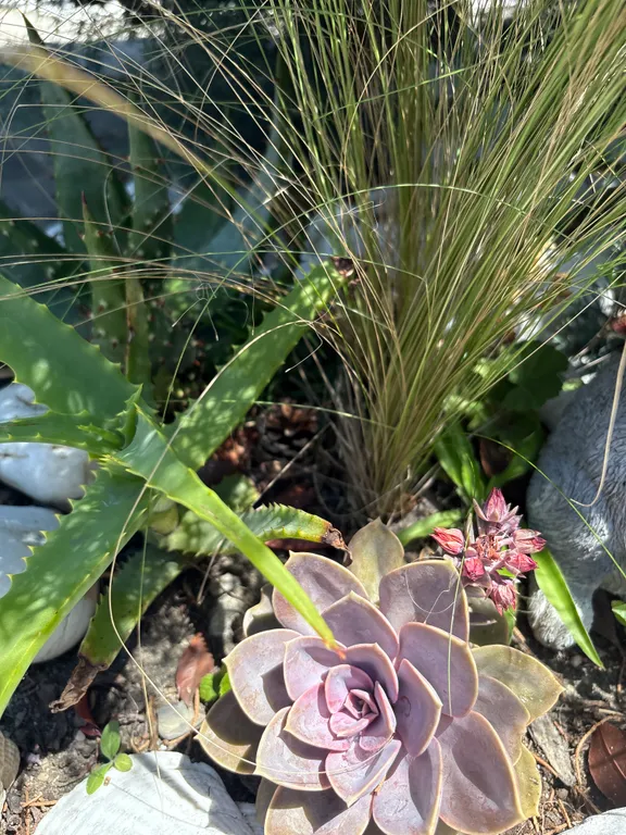 Квартира Делюкс-комната в лучшем районе Чёрного моря — Сириус