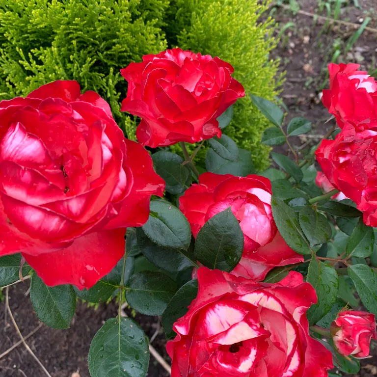 Дом шале/сауна