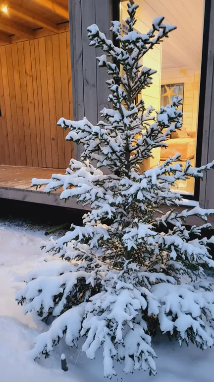 Коттедж под соснами