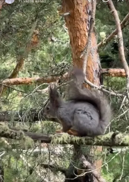 Коттедж Гостевой домик на Софийской поляне — Архыз