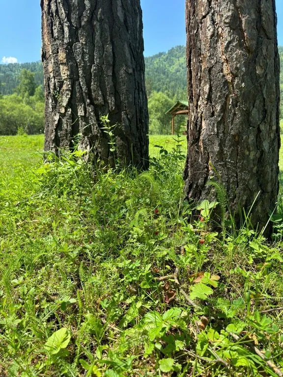 Аил( национальное алтайское жилье)