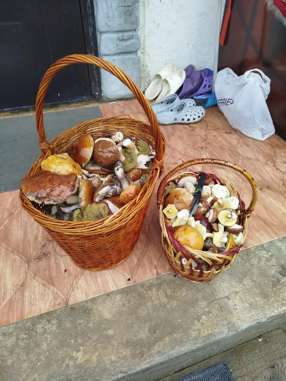 Коттедж Домик в лесу с баней — Лодейное Поле