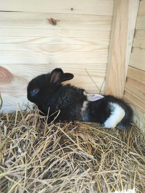 Дом с баней на дровах и гадающим кроликом