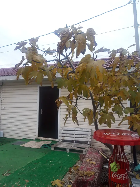 Коттедж Домик у моря — Адлер