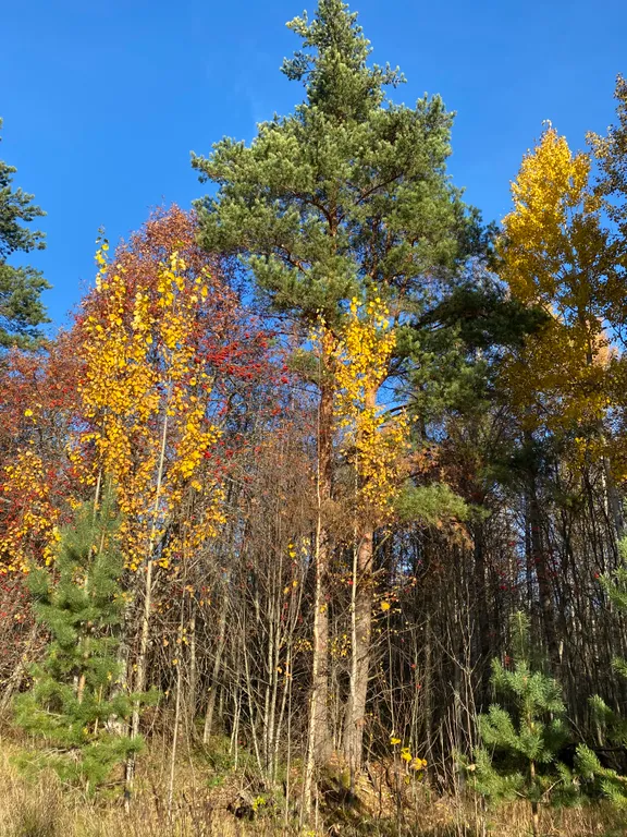 Коттедж Новый дом на Ладоге рядом с пляжем — Приозерск