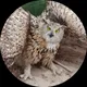 Сурков Сергей Евгеньевич