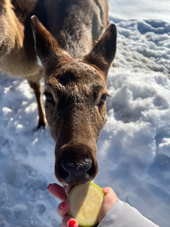 Домик в лесу с пятнистыми оленями и кроликами