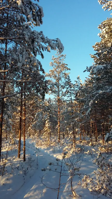 Дом-коттедж у Ладожского озера