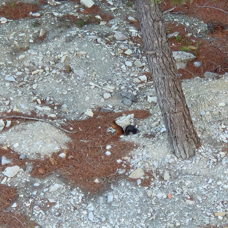 Квартира Апартаменты "Лес и Море" с видом на сосновый лес в живописном районе — Геленджик