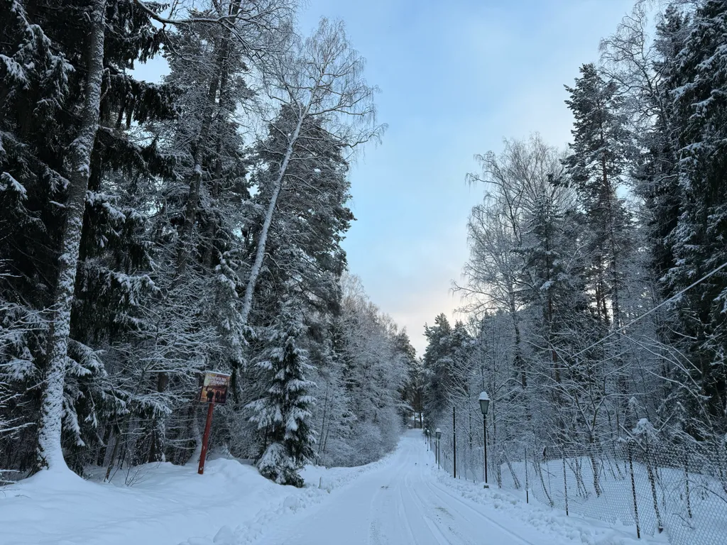 Дом в сосновом лесу