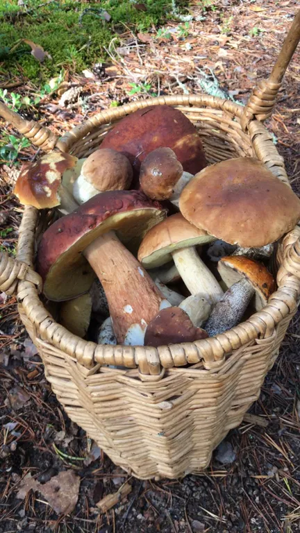 Коттедж Дом с пляжем и баней для посуточного проживания — Приморск