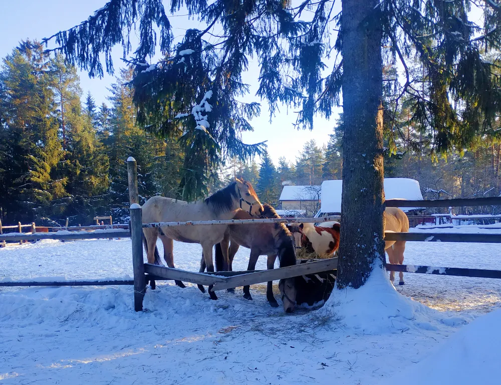 Коттедж Уютный дом с панорамным видом на лес — Луга