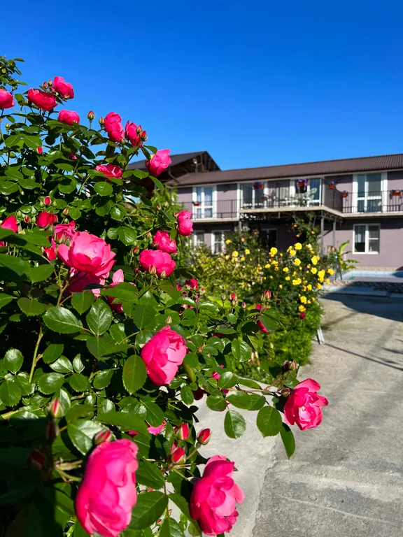 В царстве роз