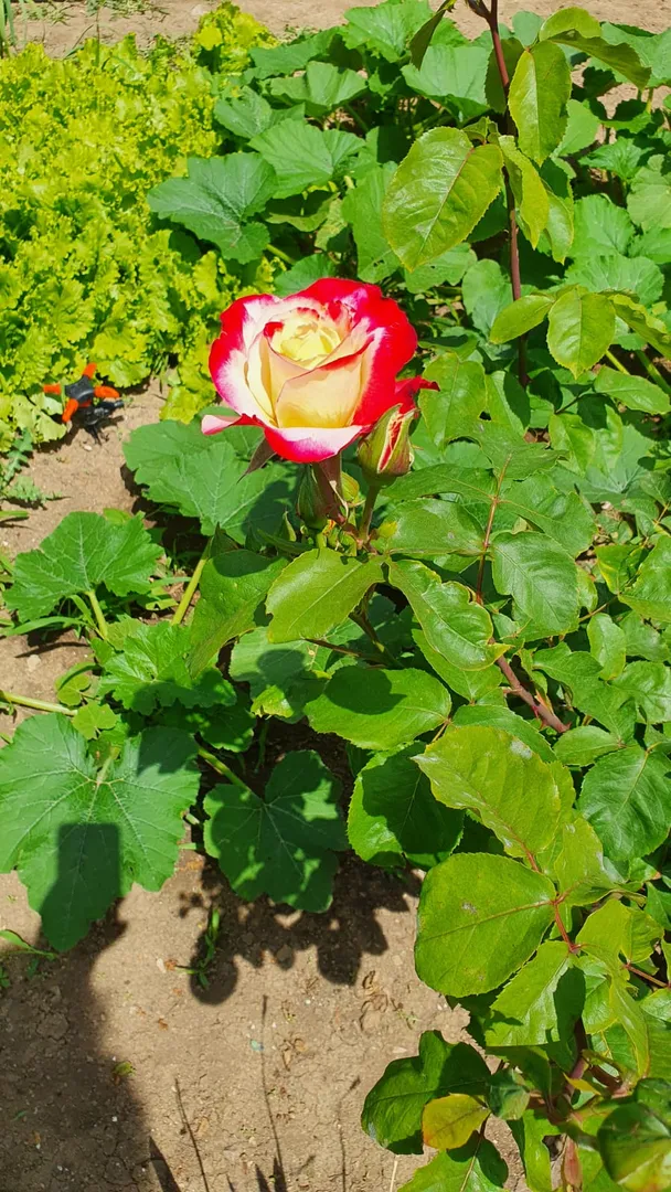 Фото