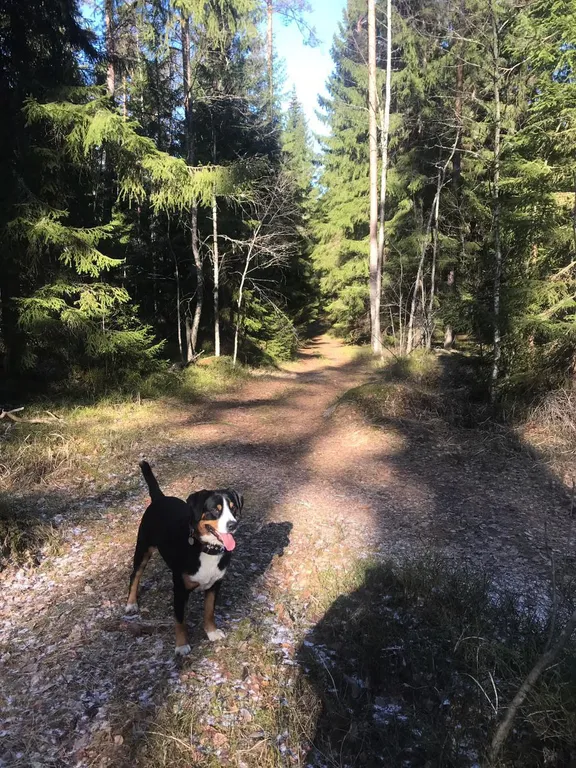 Коттедж Дом на берегу — Приморск