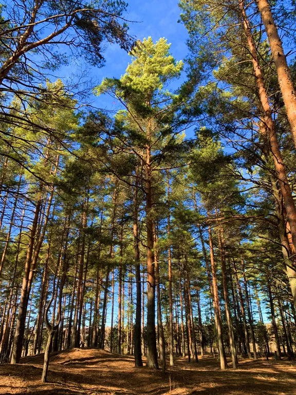 Дом с русской баней и горячей купелью